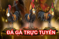 Game Đá gà TYPHU88 – Chơi game siêu hay rinh thưởng liền tay