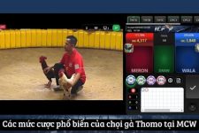 Khám Phá Thế Giới Kịch Tính Của Chọi Gà Thomo Tại MCW